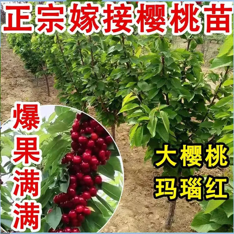 樱桃树苗红妃水果树果树苗地栽盆栽南方北方种植樱桃苗