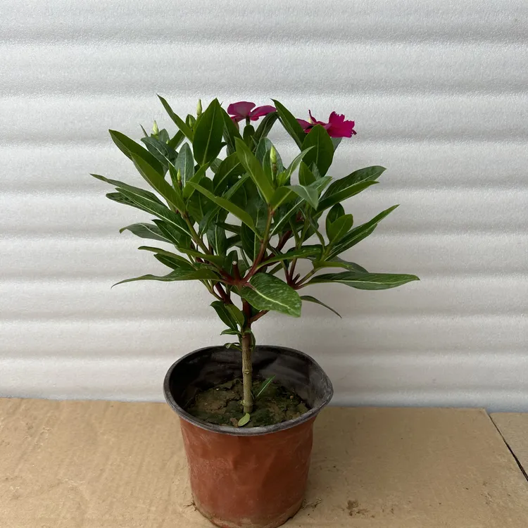 【优质木本】独杆长春花棒棒糖天天开金达莱四季开花耐热好养盆栽