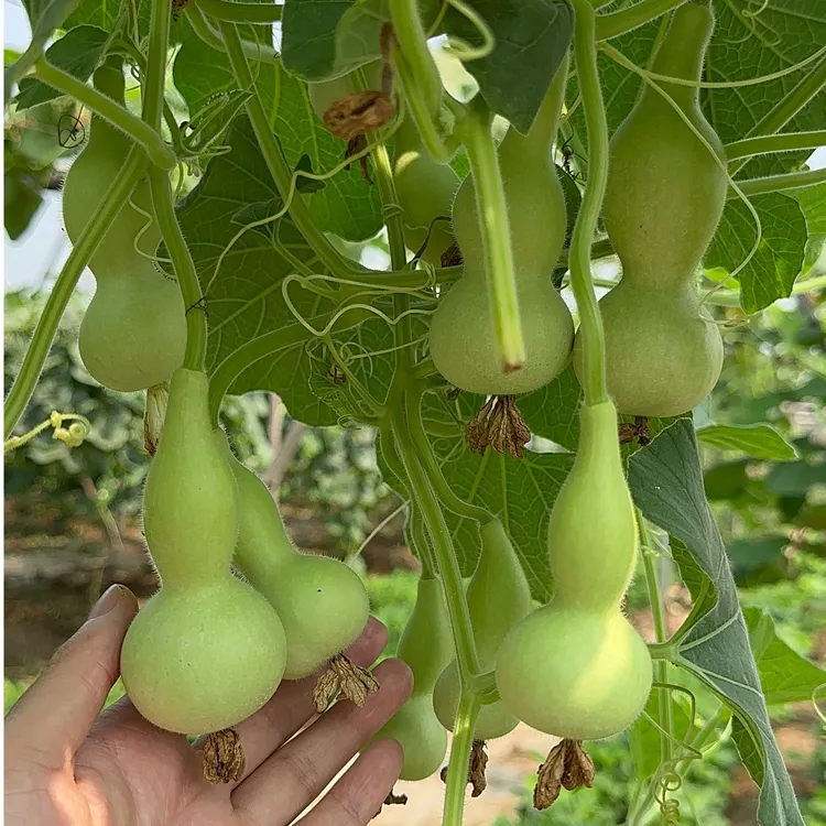 中华本捻葫芦种子本地手捻本手捻葫芦文玩阳台盆栽葫芦种籽