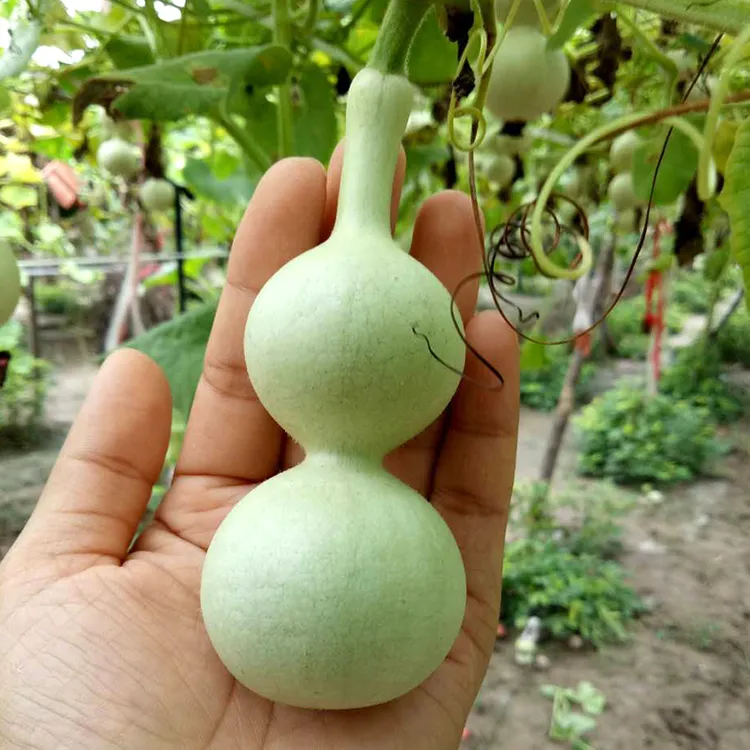 小八宝葫芦种子观赏文玩葫芦籽盆栽绿化遮阴