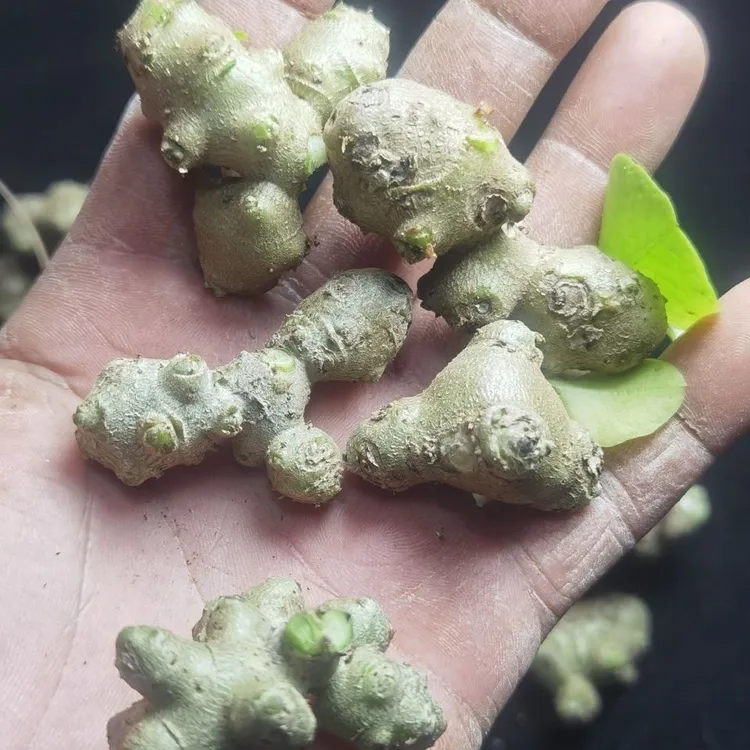 云南藤三七植物种苗可食用三七根茎庭院阳台爬藤特色绿植新鲜