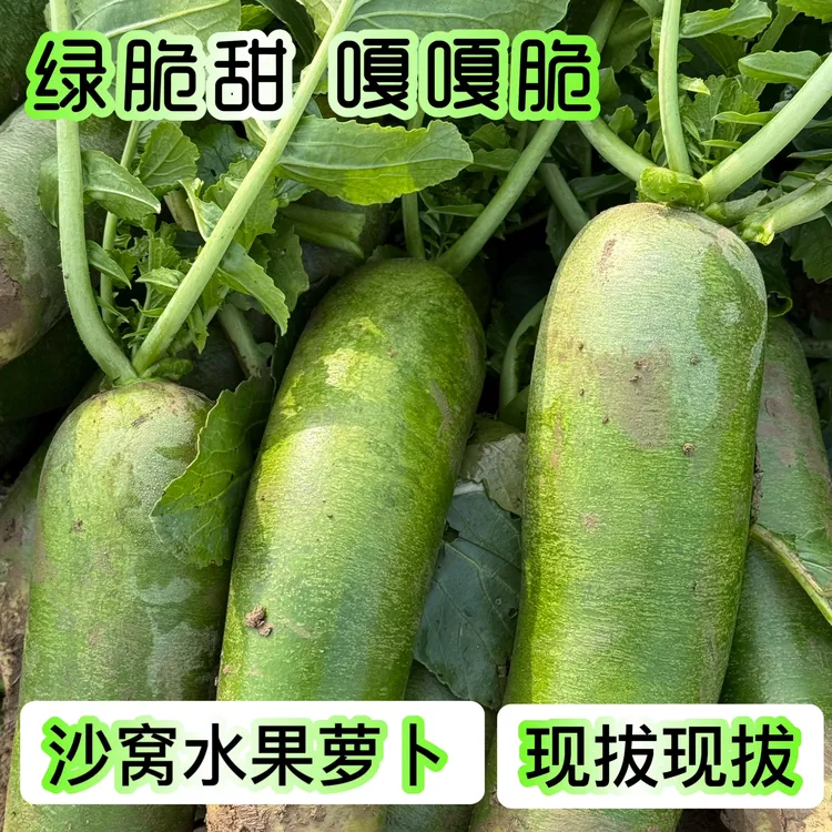 正宗天津萝卜水果萝卜脆绿甜原产地发货现拔现发