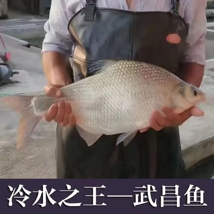 优质武昌鱼 沙边鱼 鳊鱼 三角鳊鱼 垂钓养殖观赏