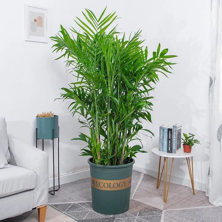 夏威夷竹子凤尾竹花卉办公室绿植室内袖珍椰子高档落地网红绿好养