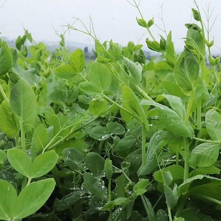豌豆尖云南农家种植现摘现发新鲜蔬菜嫩绿种植火锅配料包邮