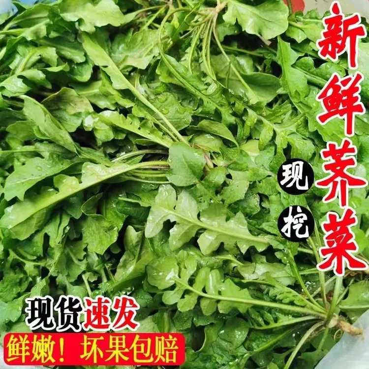 新鲜荠菜现挖现发野生蔬菜山东菜荠菜水饺混沌食材叶菜类