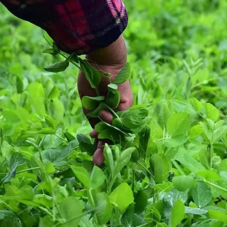 顺丰包邮云南豌豆尖现摘现发新鲜蔬菜嫩绿种植火锅配料包邮