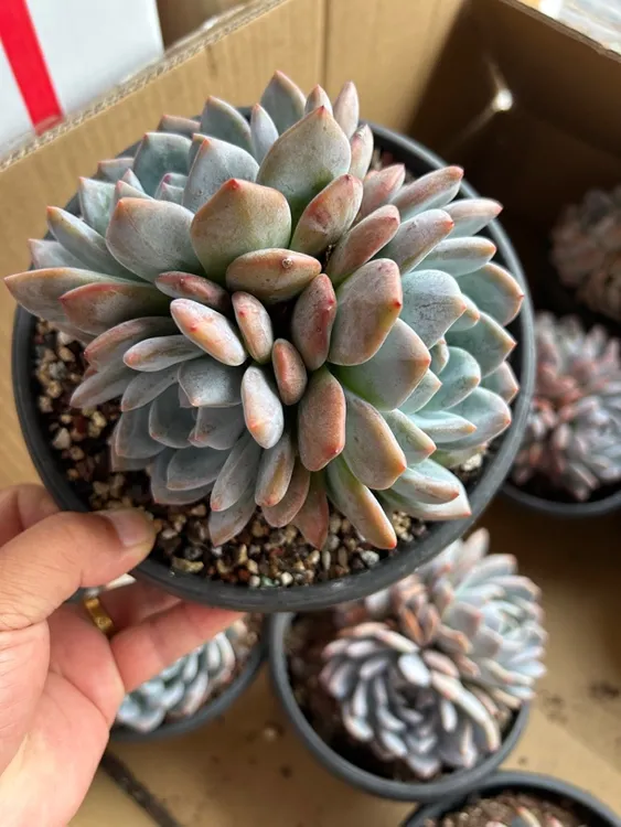 橙梦露大群多肉植物