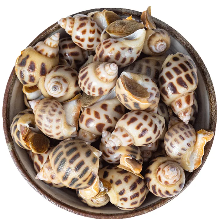 【鲜活花螺★西安1小时到家】鲜活营养新鲜美味花螺1斤 方欣大美海鲜