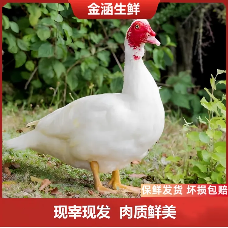 红头番鸭两只净重10斤散养半年新鲜宰杀整鸭红嘴雁土鸭子红烧腊货
