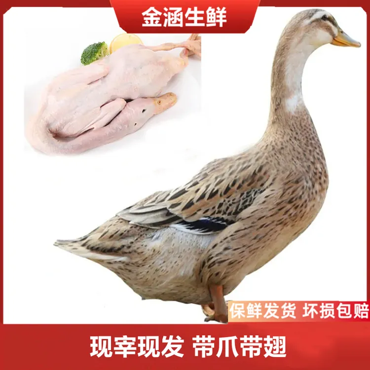 新鲜农家散养半年土鸭整鸭三年老鸭冷冻草鸭笨鸭煲汤红烧肉质鲜美