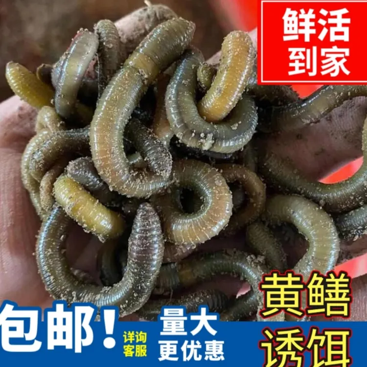 户外青蚯蚓黄鳝饵料
