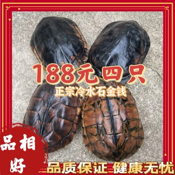 六年左右正宗纯种石金钱龟每只重1.2斤左右 人工挑选全品坏单包赔
