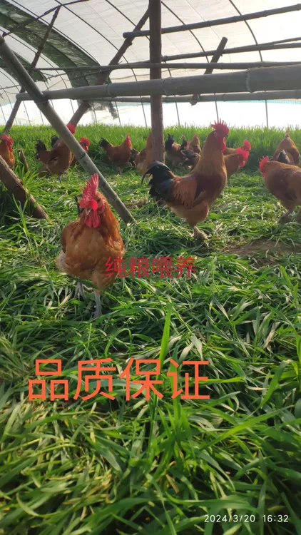 农村散养土公鸡五谷杂粮走地鸡溜达鸡