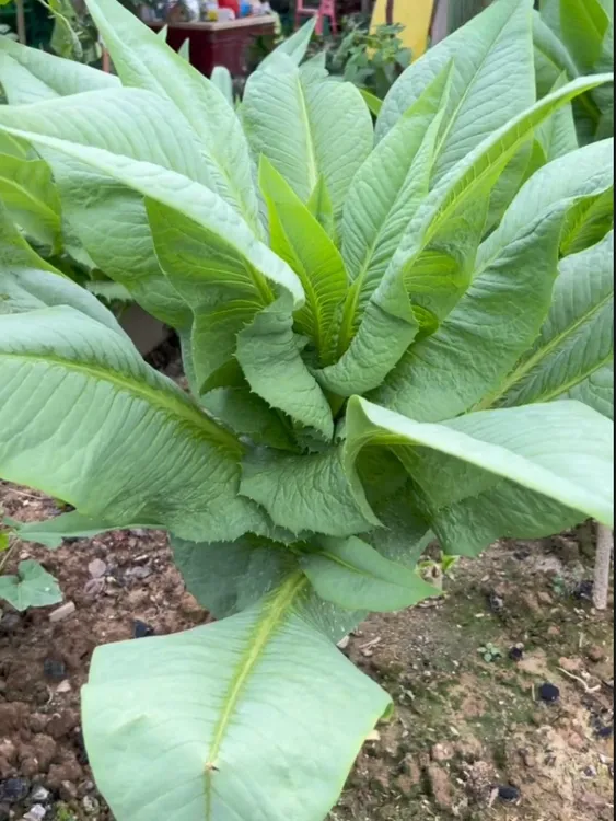顺丰包邮广东正宗高州甜麦菜麦菜苗多根易活室内甜麦菜苗甜麦批发