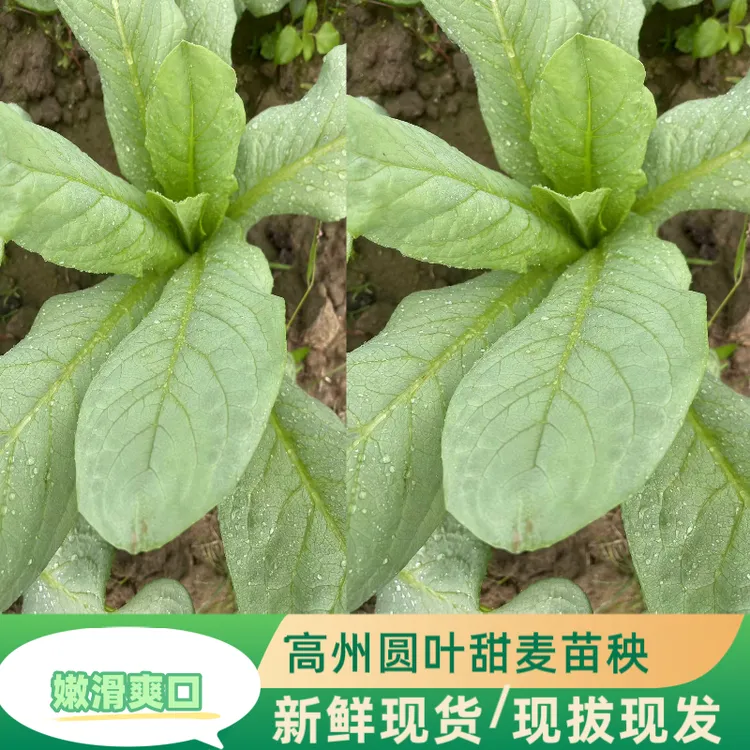 高州本地圆叶甜麦菜苗顺丰包邮软嫩香甜