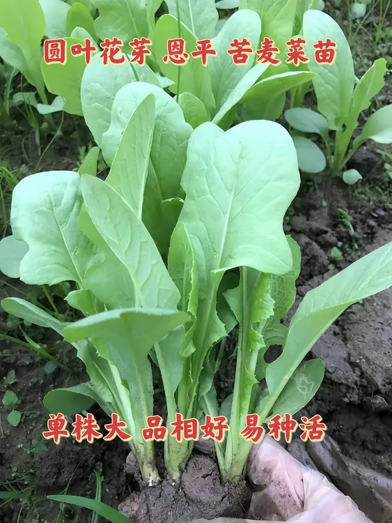 顺丰包邮圆叶机长花芽恩平苦麦菜苗苦麦菜苗苦麦高州蔬菜麦菜