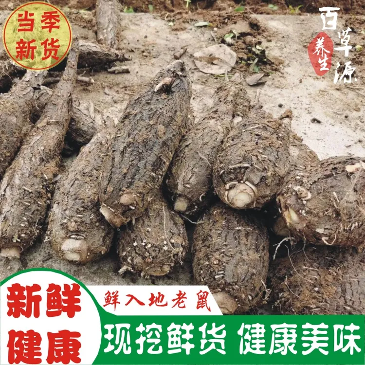 新鲜入地老鼠500g农家自采生鲜货钻地老鼠汤料白古鼓首花紫茉莉根