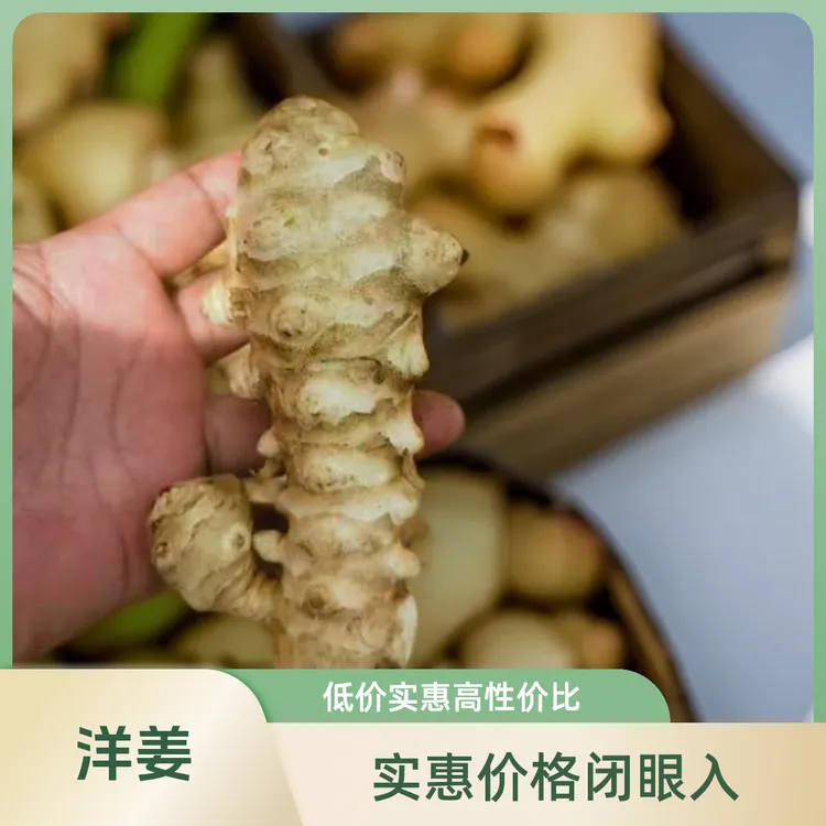 新鲜洋姜现挖鬼子姜不辣农家蔬菜酱菜泡制菜炒菜原产地直发