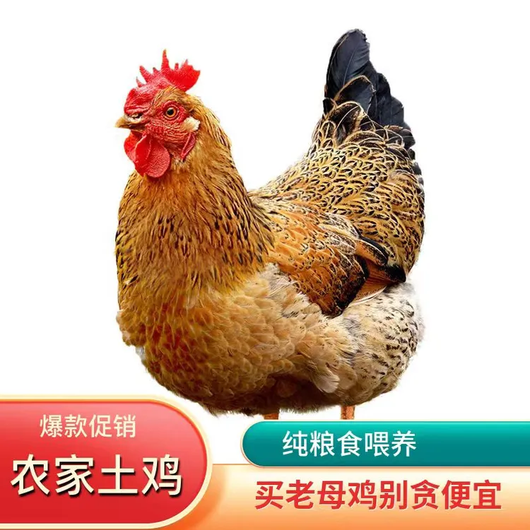 农村纯粮喂养老母鸡农家散养土鸡正宗土鸡农家散养散养土鸡活鸡