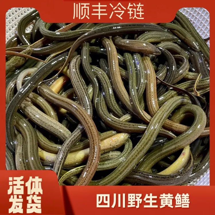 3斤盘龙3钱至8钱四川稻田土黄鳝 食用水产肉质鲜美细嫩顺丰包邮