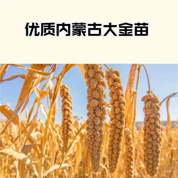 2斤内蒙古敖汉农家黄小米，小米，无色素添加