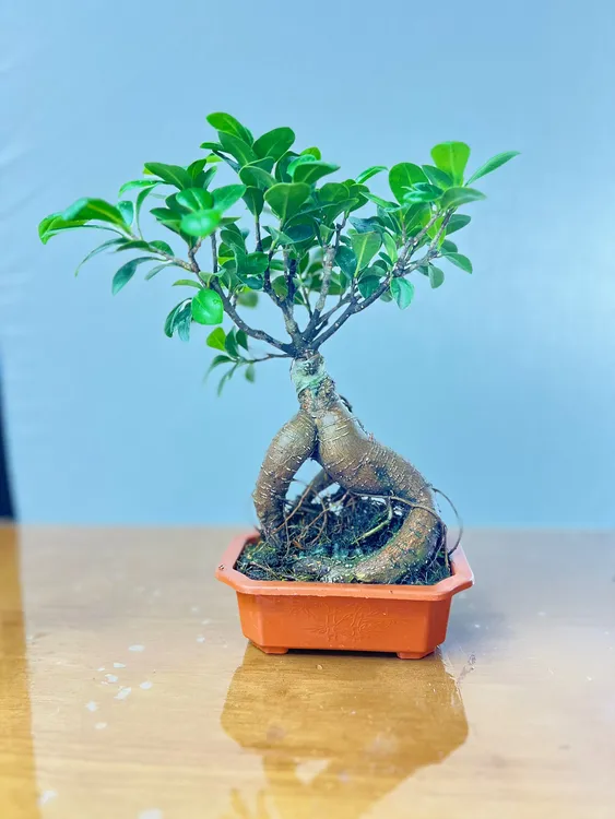 （迷你）人参榕小叶榕绿植常青好养造型盆景盆栽室内庭院净化吸甲醛