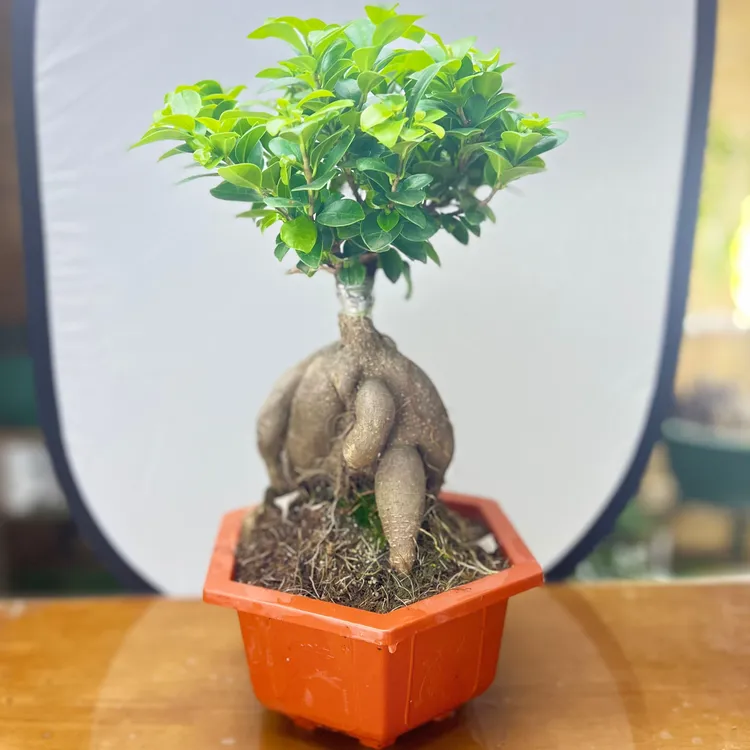 大人参榕金钱榕绿植四季常青老桩造型盆景盆栽好养室内庭院净化