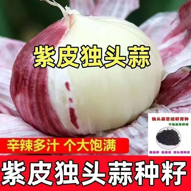 【9.9抢】农家独头蒜种子南北方耐热耐寒紫皮蒜头阳台盆栽种植包邮