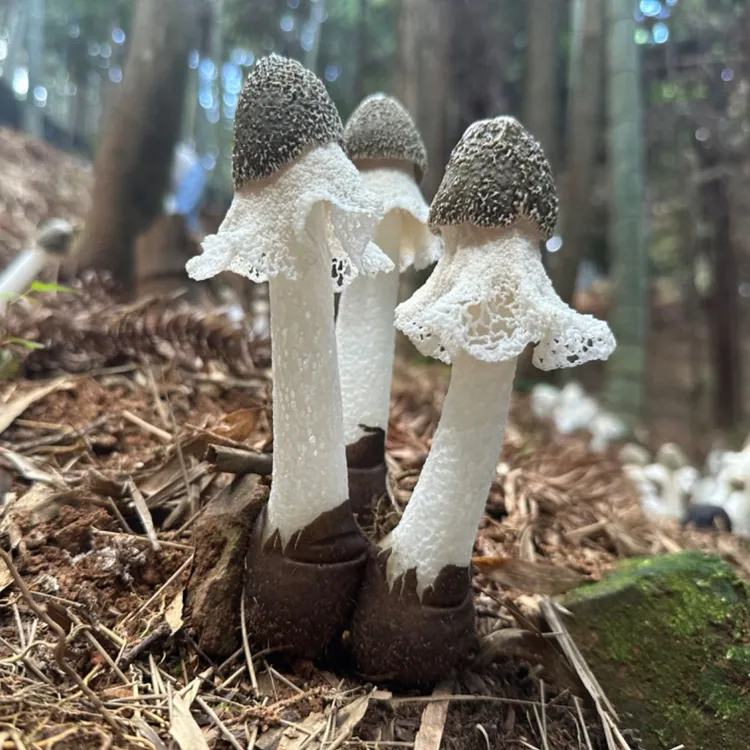 【乡村福英】林下竹荪新货竹笙干货竹参
