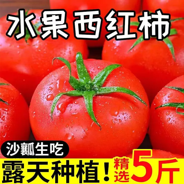 甘肃露天西红柿新鲜自然熟老品种生吃水果番茄沙瓤有籽非普罗旺斯