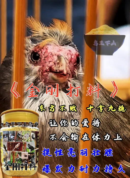 黄豆鸟《金刚打料》收身提性长腰打斗亮羽纯天然手工制作