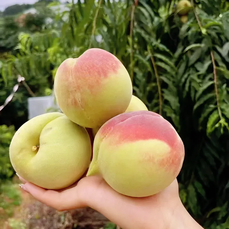 正宗【鹰嘴桃裸根苗】嫁接苗基地直销精选苗