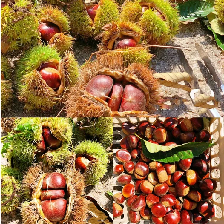 正宗大红袍板栗嫁接苗果树苗裸根苗盆栽地栽南北方好种植庭院