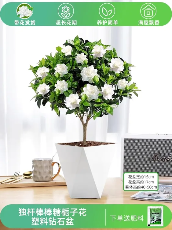 独杆小叶栀子花棒棒糖四季开花卉植物室内外带花苞浓香桅子花树苗