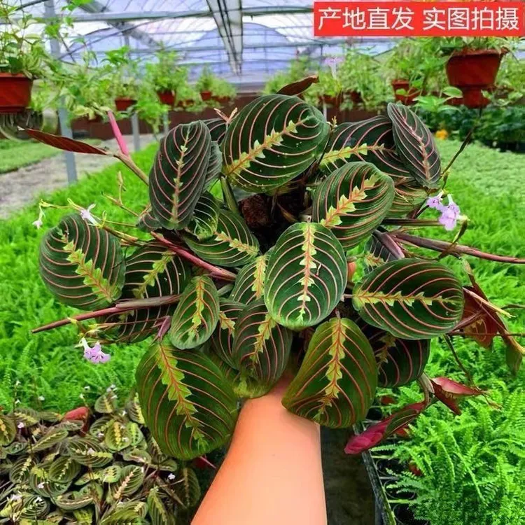红脉叶蝉竹芋银脉叶蝉竹芋原盆原土发货
