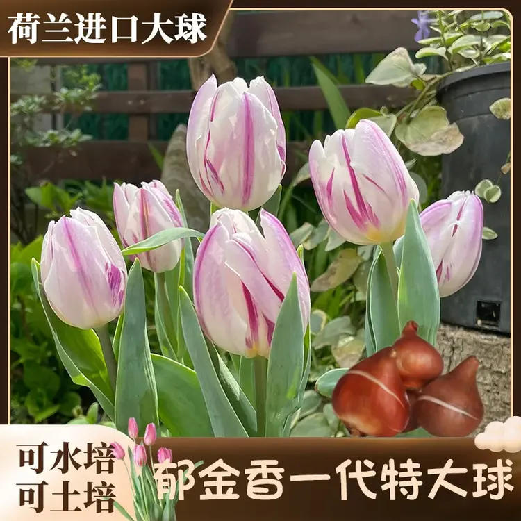 【土培栽好发货-郁金香5度球】荷兰进口种球新手阳台地栽花苗盆栽