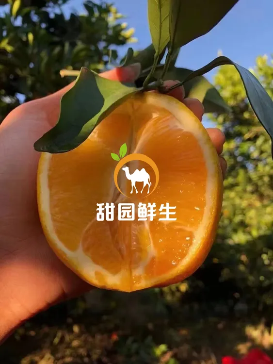 10斤装-红橙树下-【正宗赣南脐橙】-长征纪念装-当季水果.产地直发