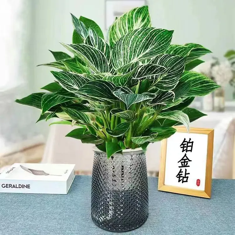 铂金钻公主盆栽室内甲醛植物好养万年青绿植办公室水培花卉除甲醛