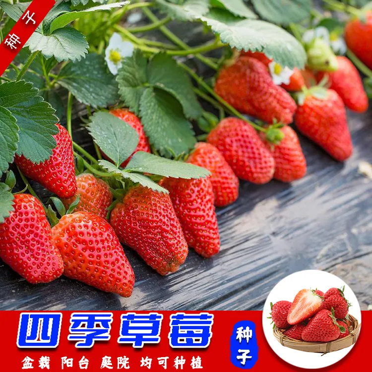 奶油莓莓种子易成活阳台盆栽院子均可种植四季香甜可口品质发货