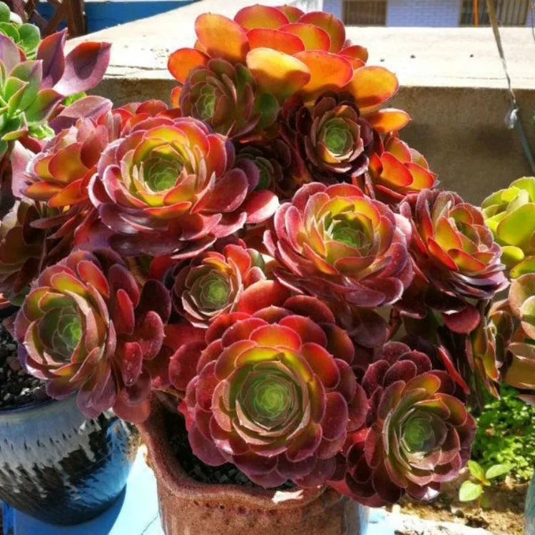 荷兰圆叶法师多肉植物大颗法师老桩多头超大肉肉高档盆