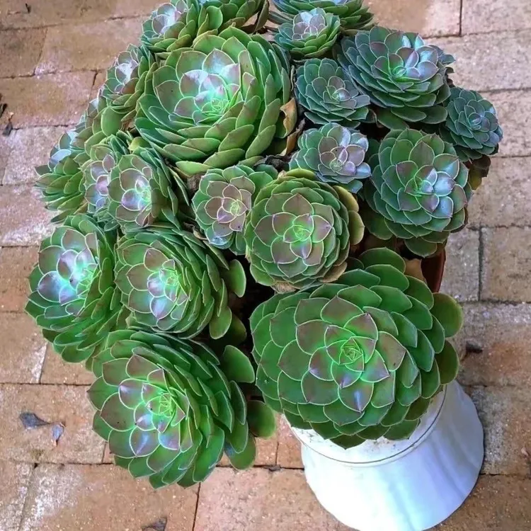 万圣节绍修铜壶法师多肉植物老桩精品大棚基地直发多肉植物