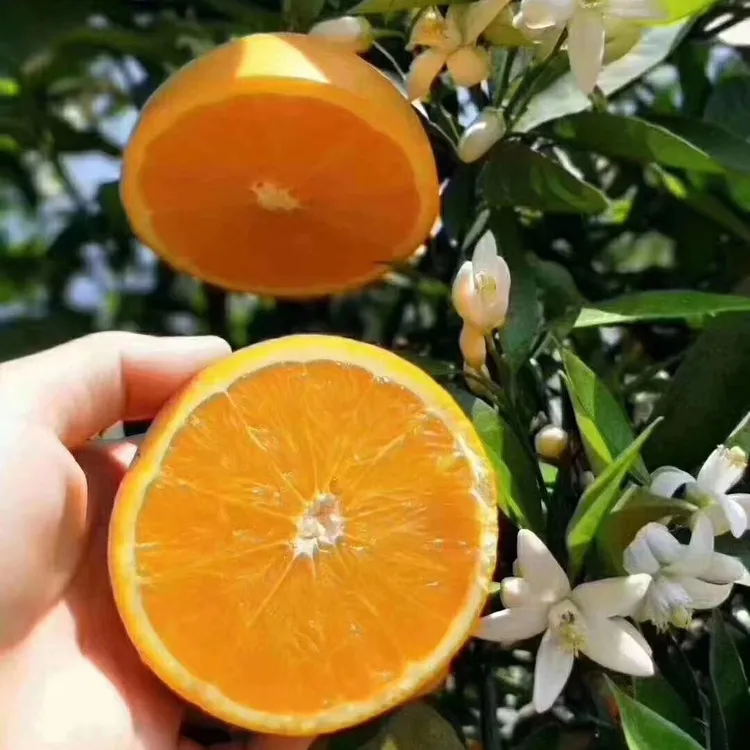 正宗秭归伦晚春橙江边果园真正的现摘现发包新鲜橙味浓郁很甜很香