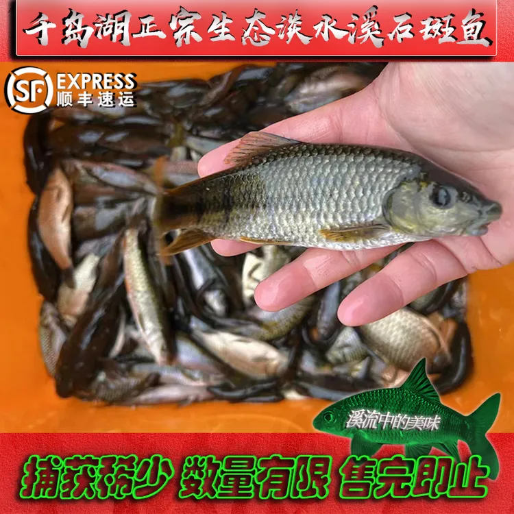 千岛湖正宗天然原生态小溪石斑鱼新鲜鲜活活体优质淡水鱼顺丰包邮