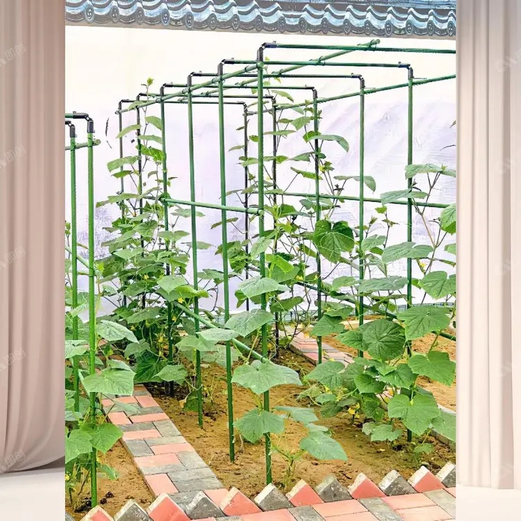 爬藤架葡萄架黄瓜豆角架种菜庭院园艺花卉植物花架支撑杆西红柿架