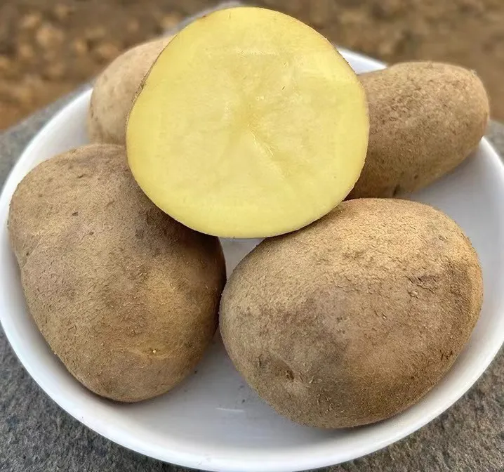 云南昭通老品种黄心土豆大中小果九斤