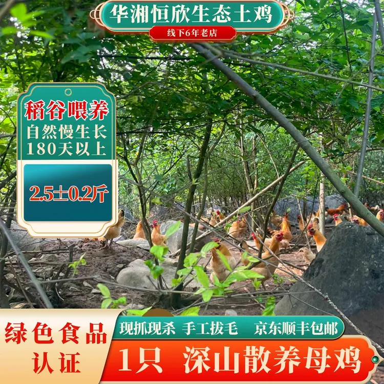 华湘恒欣1只深山生态土鸡2.5斤稻谷喂养优质健康散养母鸡美味营养
