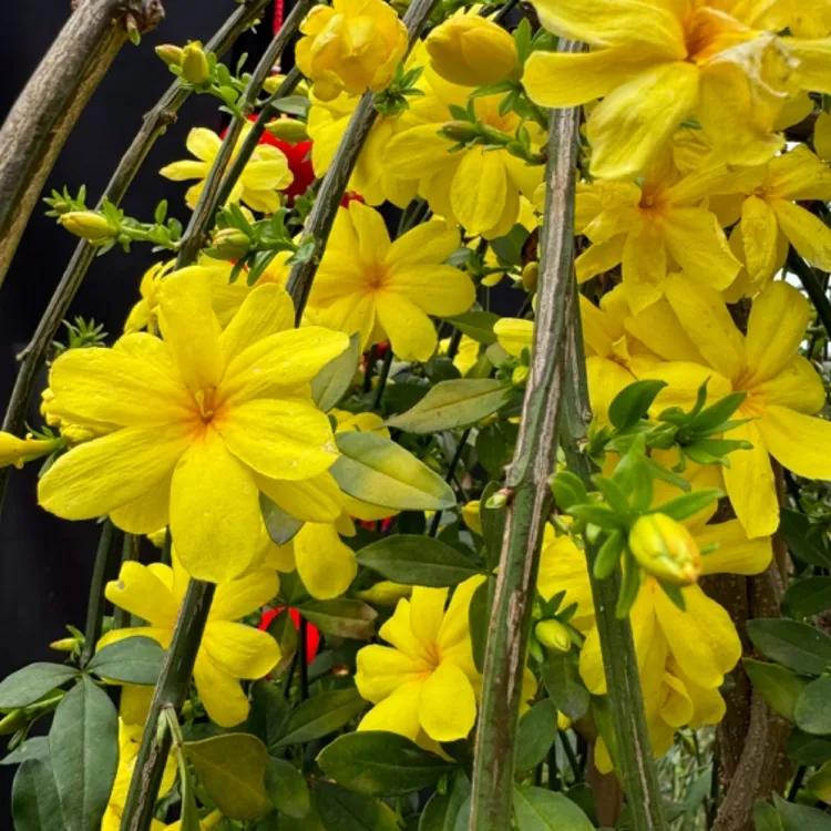 年宵花一物一拍精品探春花可养老桩可做盆景喜迎新春养成系