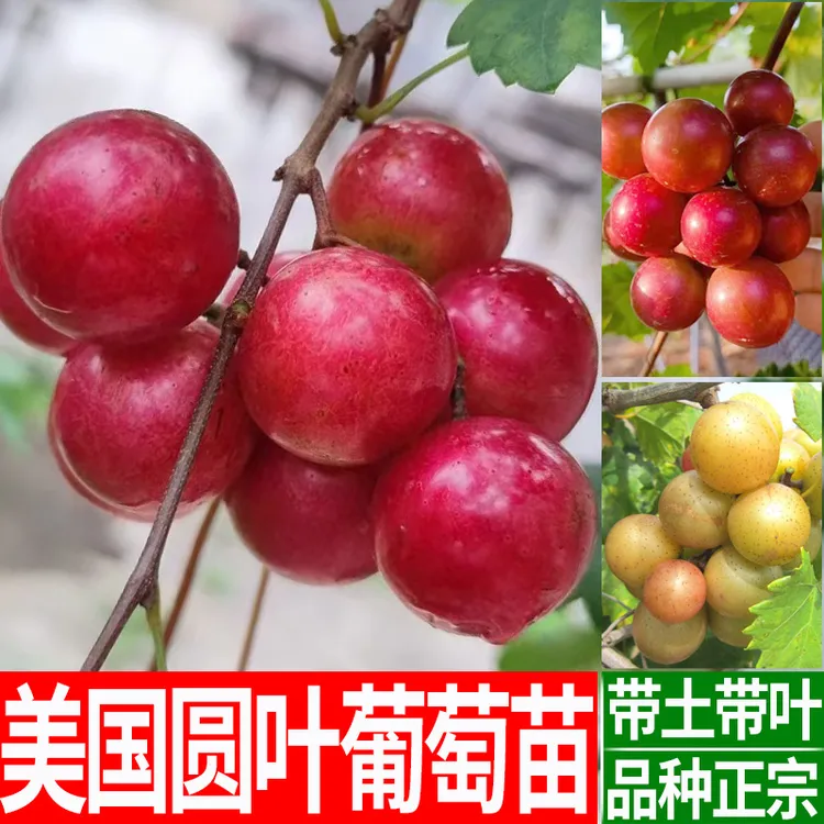 圆叶葡萄苗阳台盆栽爬藤格威尔红宝石保尔克微红莓圆叶葡萄果树苗