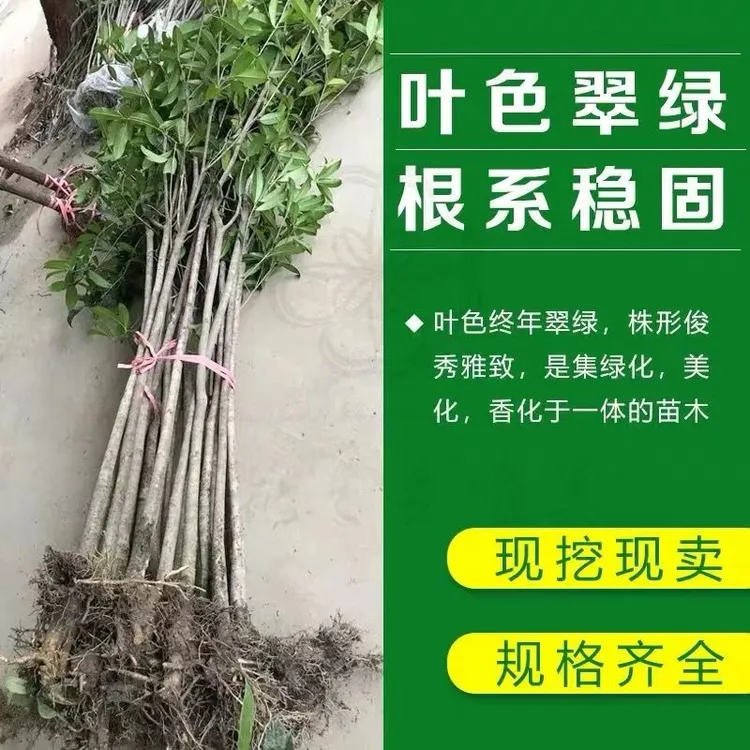 桂花树苗桂花苗金桂丹桂八月桂花卉庭院绿植征地四季桂花小苗包邮